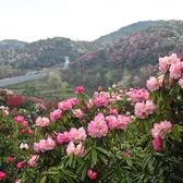 Baili Azalea Forest in Bijie