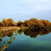 Zepu Jinhuyang Forest in Kashgar