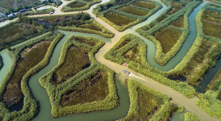Hongze Lake Wetland