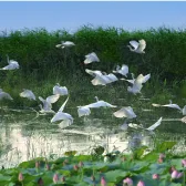 Weishan Lake