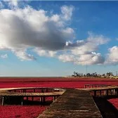 Panjin Red Beach in Panjin
