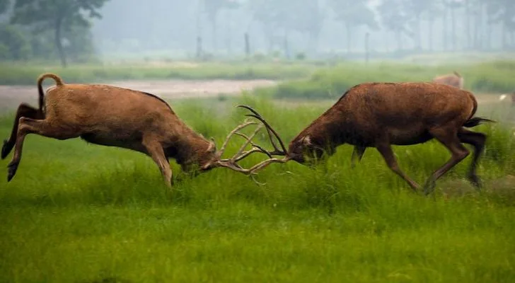 Dafeng Milu Deer Reserve in Yancheng