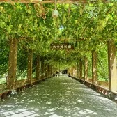 Grape Valley in Turpan