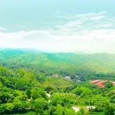 Yannanfei Tea Plantation in Meizhou